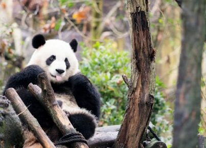 Chengdu