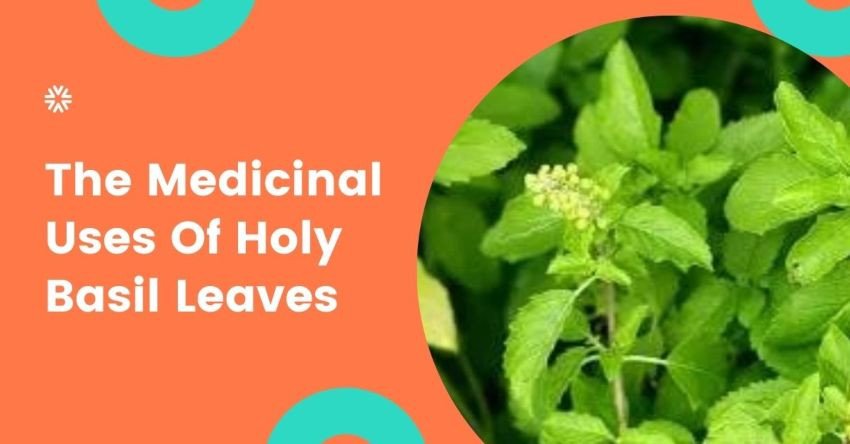 sa_1624717393_The Medicinal Uses Of Holy Basil Leaves